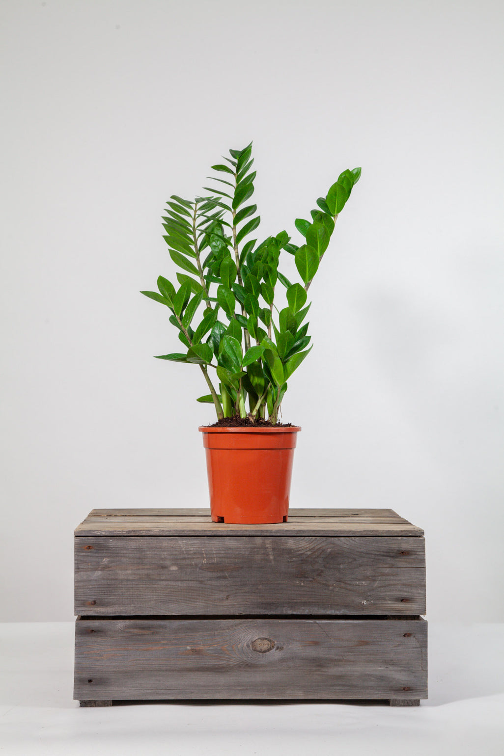 files/IndoorPlants_2-studioShots20.11.2023-288.jpg